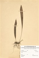 藏品(臺灣一葉蘭)的圖片